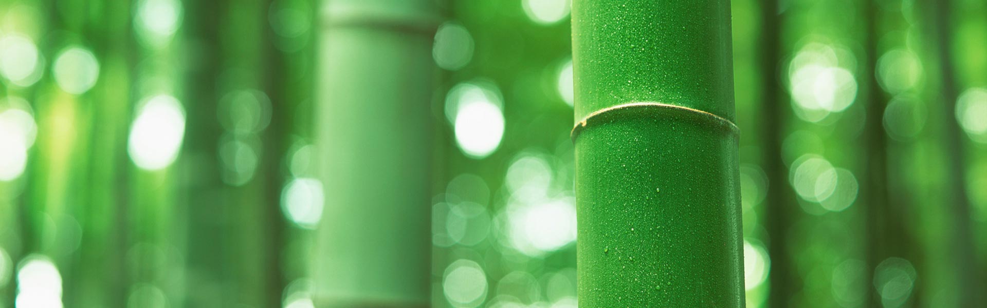 Sustainable Consultancy Services